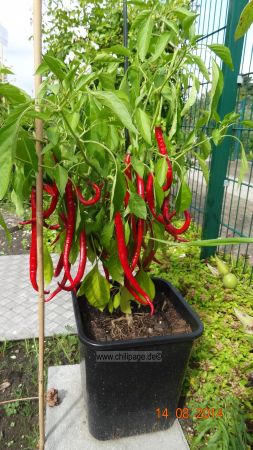 Joe´s Long Cayenne